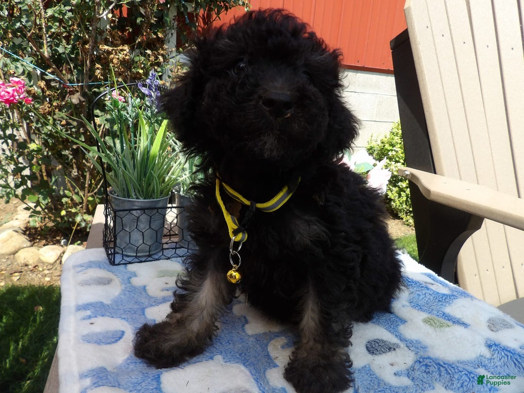 Aussiedoodle dogs for sale: Marcy - Image 2
