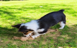 Welsh Corgi Pembroke dogs for sale: Tucker Fluffy - Image 10