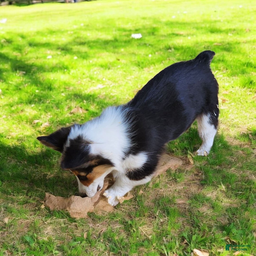 Welsh Corgi Pembroke dogs for sale: Tucker Fluffy - Image 10