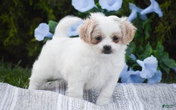 Cavapoo dogs for sale: Hana - Image 11