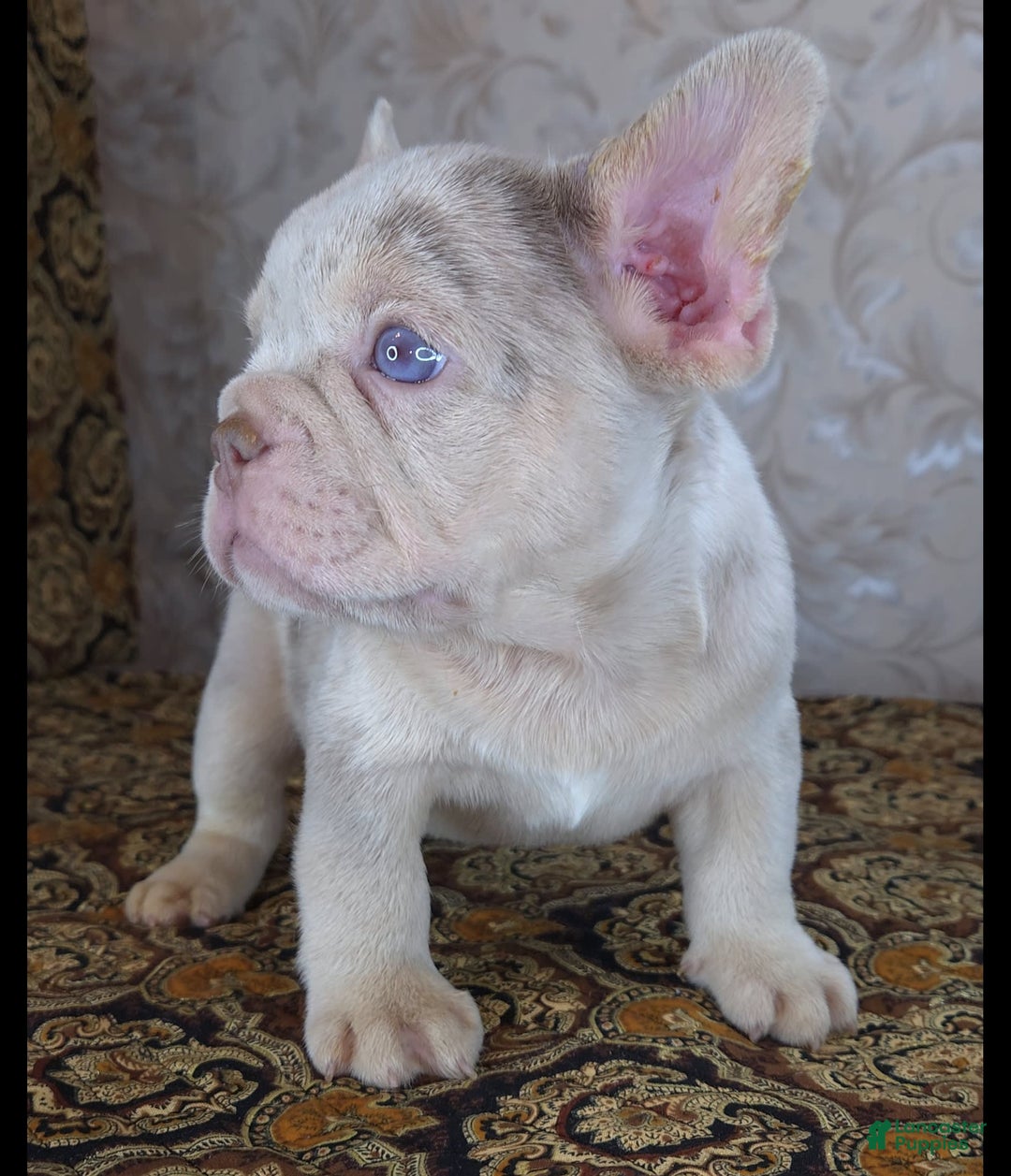 French Bulldog dogs for sale: Dong - Image 9