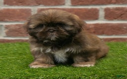 Shih Tzu dogs for sale: Scarlett - Image 4