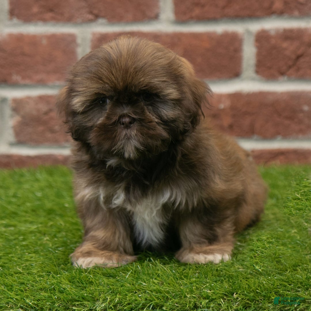 Shih Tzu dogs for sale: Scarlett - Image 4