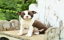 Boston Terrier dogs for sale: Hickory - Image 4