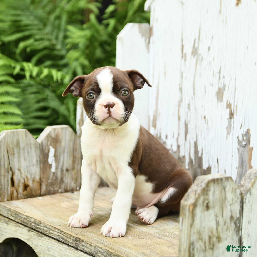Boston Terrier dogs for sale: Hickory - Image 4