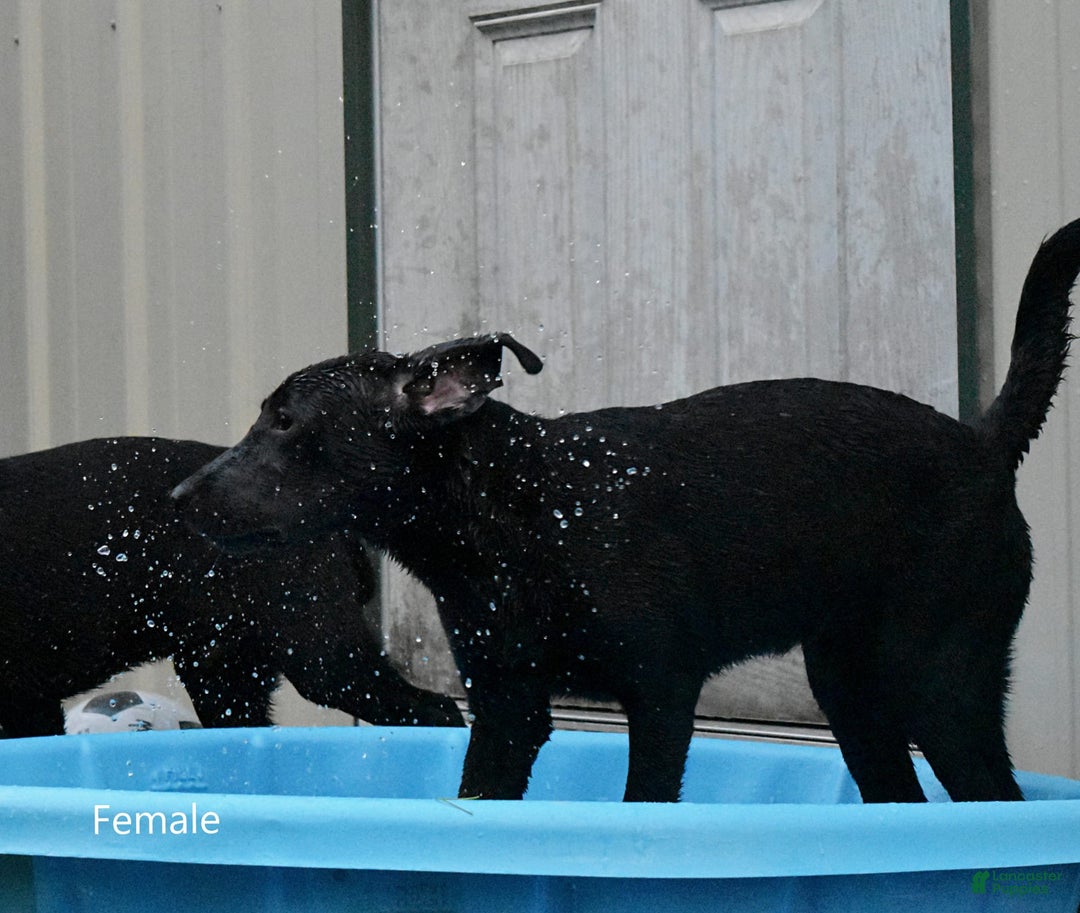 Labrador Retriever dogs for sale: Female 688 - Image 3