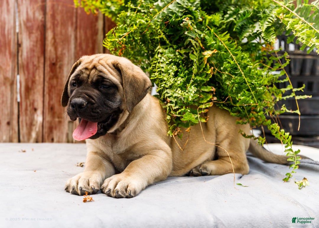 English Mastiff dogs for sale: Horace - Image 8