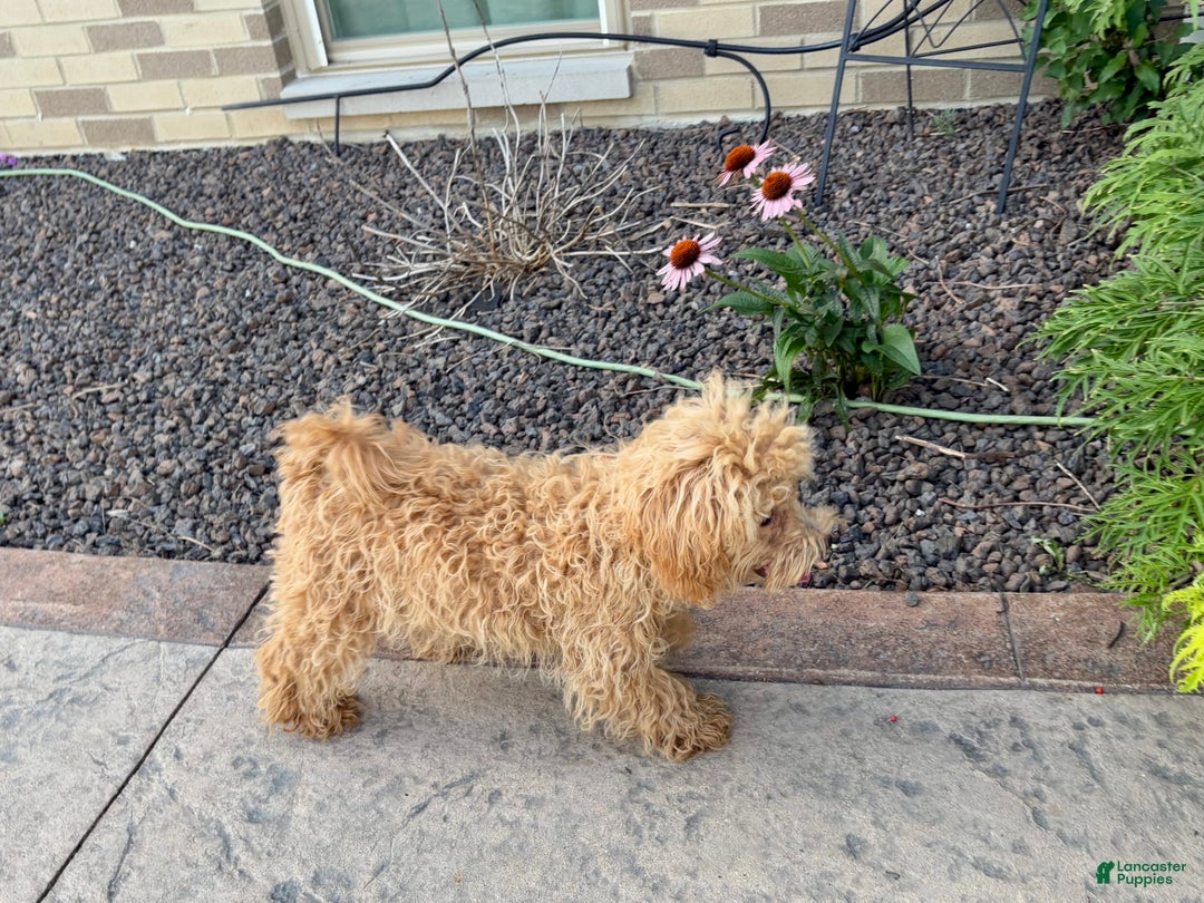 Maltipoo dogs for sale: Sherry - Image 8