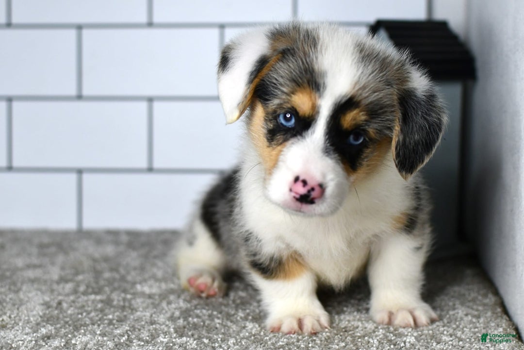 Welsh Corgi Pembroke dogs for sale: Moses - Image 6