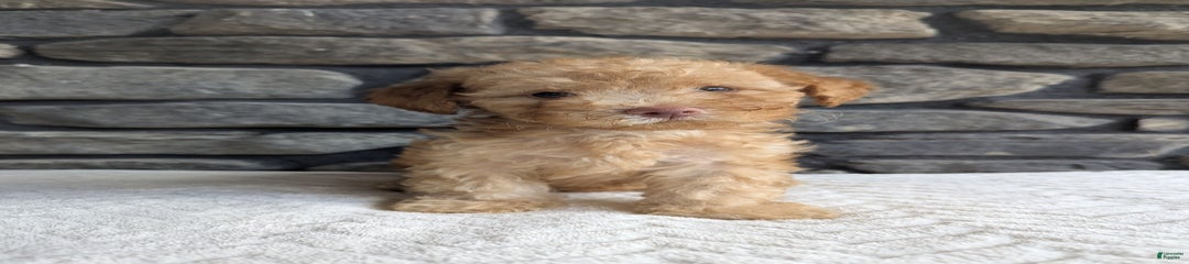 Cinnamon