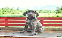 German Shorthaired Pointer dogs for sale: Rose - Image 1