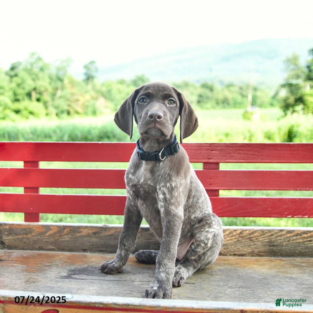German Shorthaired Pointer dogs for sale: Rose - Image 1