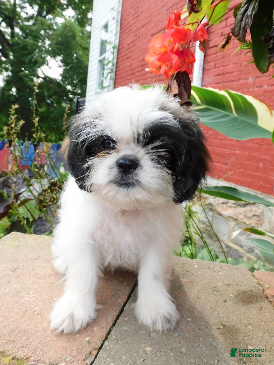 Shih Tzu dogs for sale: Mocha - Image 11