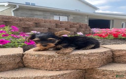 Yorkshire Terrier dogs for sale: Rebel - Image 13