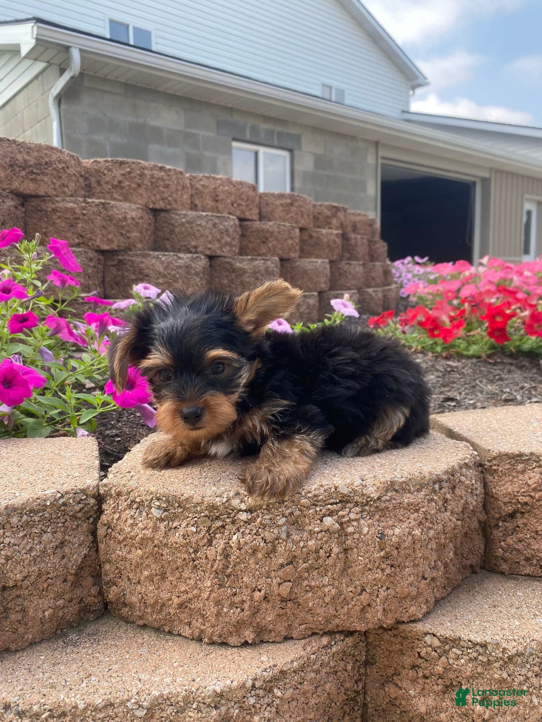 Yorkshire Terrier dogs for sale: Rebel - Image 13