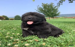Newfoundland dogs for sale: Dawson - Image 7