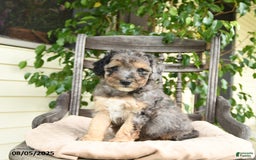  dogs for sale: Mini Goldendoodle 2 puppies - Image 6
