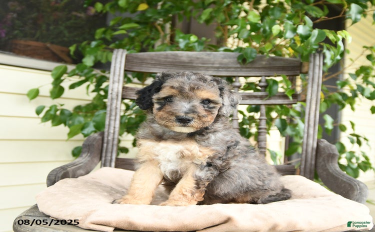 Mini Goldendoodle dogs for sale - Ad 1