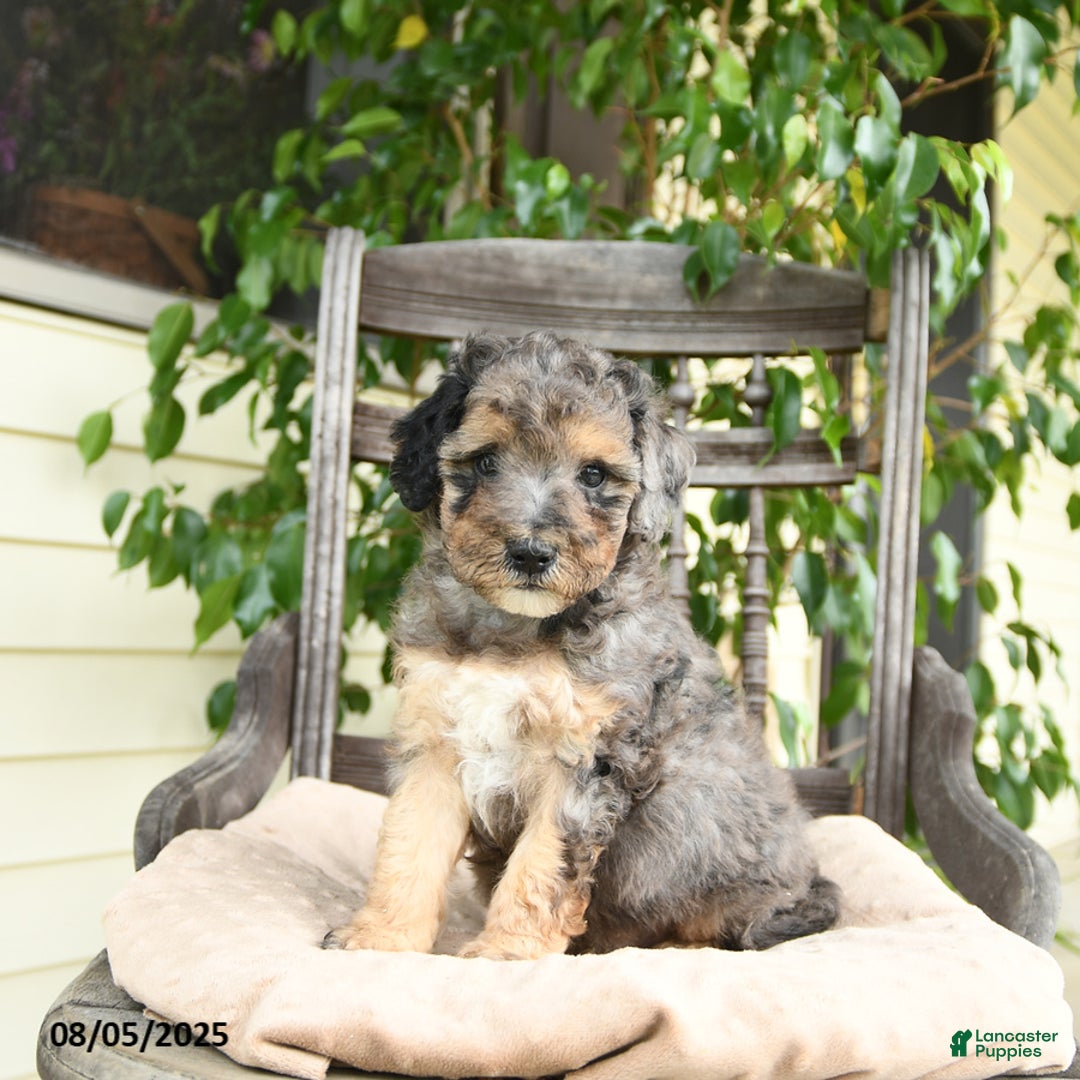  dogs for sale: Mini Goldendoodle 2 puppies - Image 6