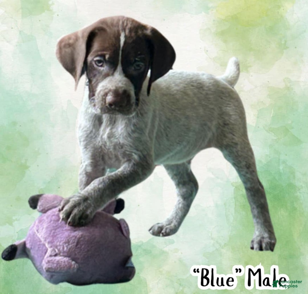 German Wirehaired Pointer dogs for sale: Ryker - Image 1