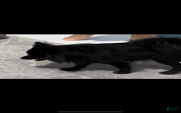 Pomeranian dogs for sale: Ozzy - Image 5