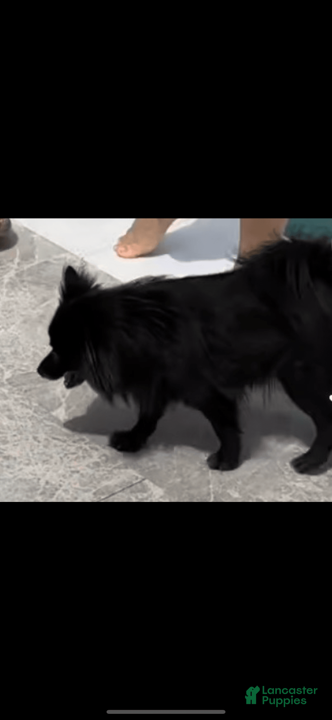 Pomeranian dogs for sale: Ozzy - Image 5