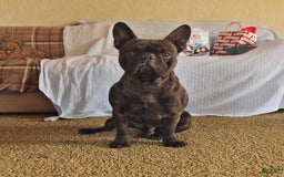 French Bulldog dogs for sale: Coco - Image 6