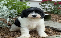 Cavapoo dogs for sale: Callie - Image 5