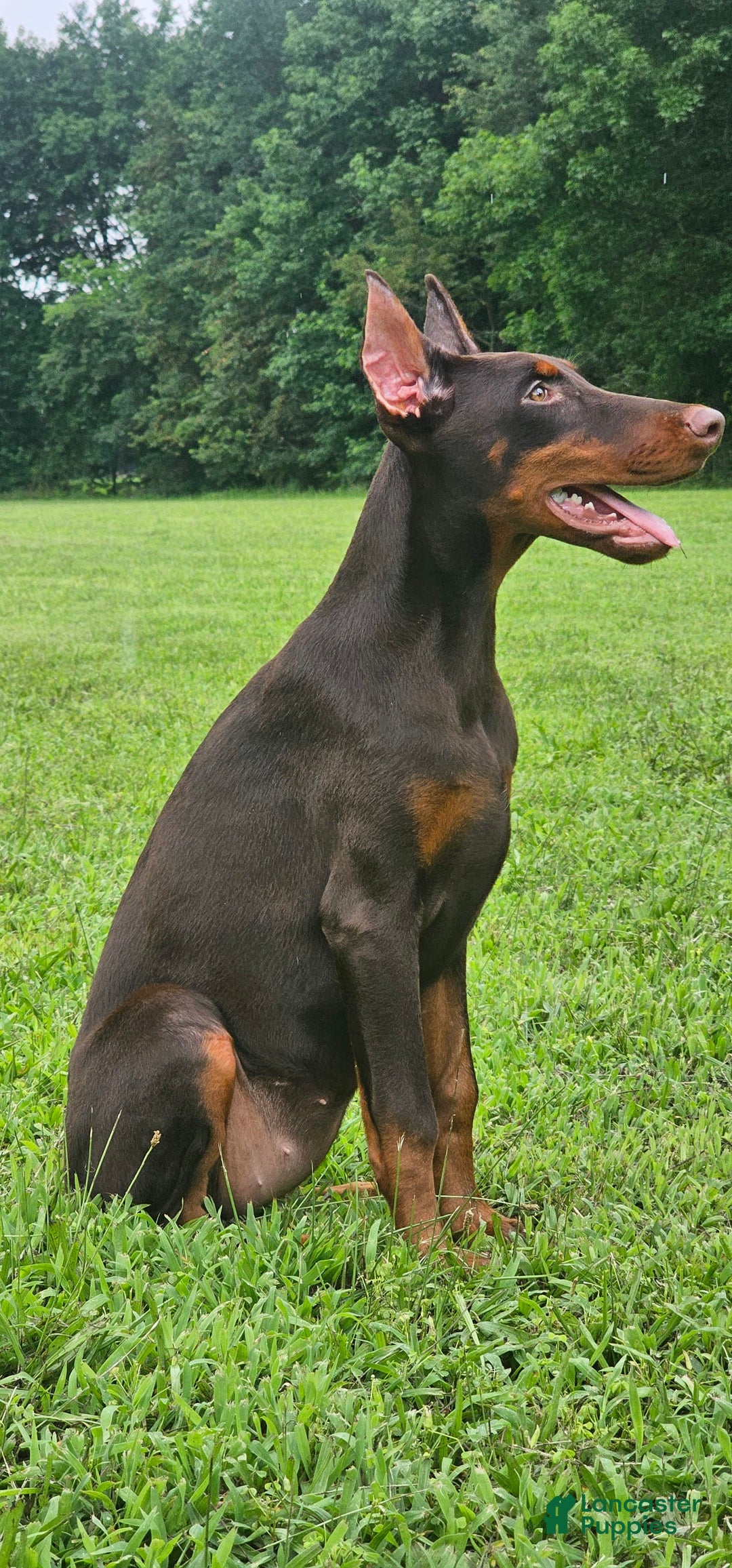 Doberman Pinscher dogs for sale: Nala - Image 6