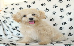 Cavapoo dogs for sale: Ace - Image 6