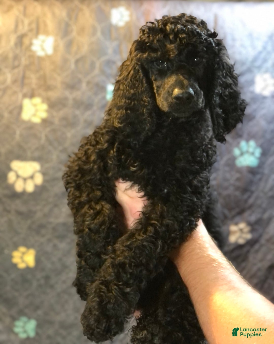 Standard Poodle dogs for sale: Standard Poodle 8 puppies - Image 1