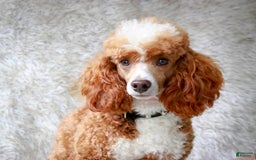Miniature Poodle dogs for sale: Shadrack - Image 8