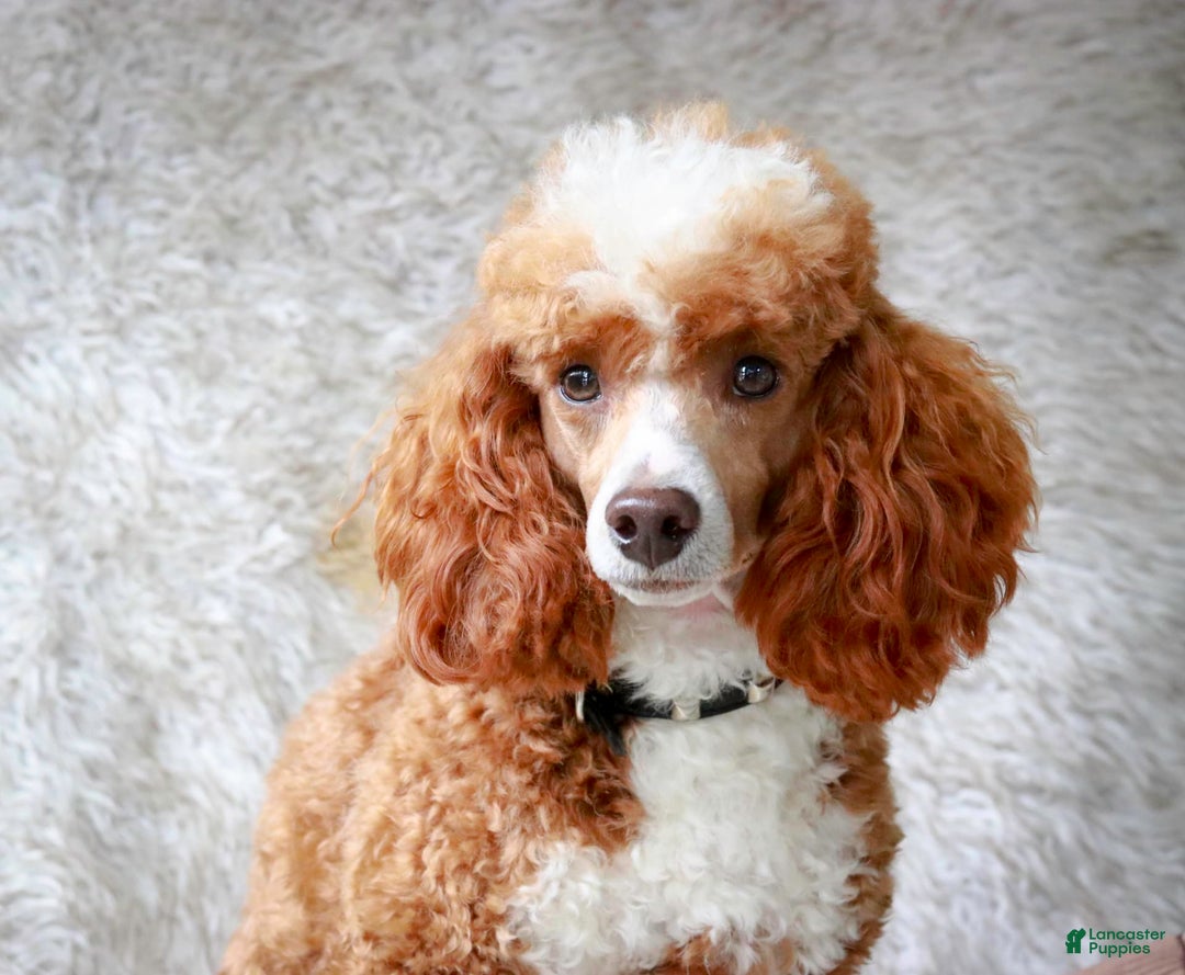 Miniature Poodle dogs for sale: Shadrack - Image 8