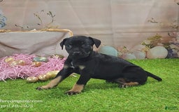 Catahoula Leopard Dog dogs for sale: Goldie 2025 F2 - Image 9