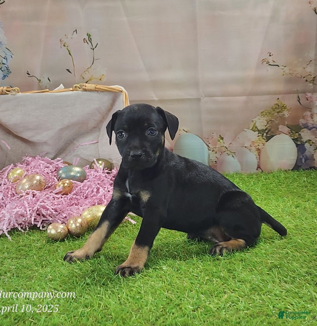 Catahoula Leopard Dog dogs for sale: Goldie 2025 F2 - Image 9