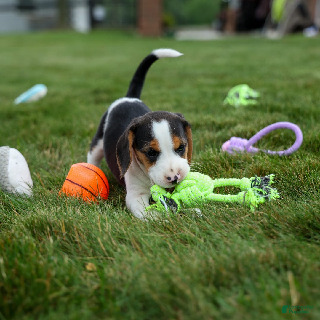 Beagle dogs for sale: Kobe - Image 7