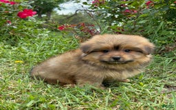 Yorkshire Terrier dogs for sale: Berry - Image 14
