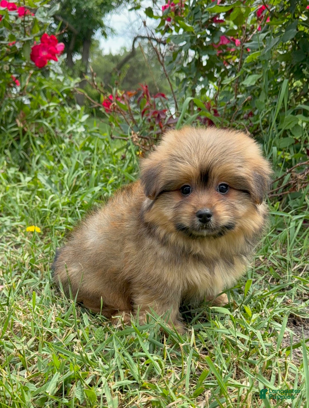 Yorkshire Terrier dogs for sale: Berry - Image 14