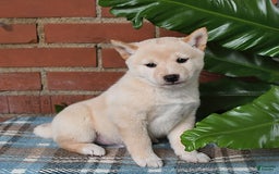 Shiba Inu dogs for sale: Frisky - Image 5