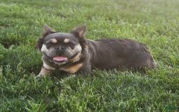 French Bulldog dogs for sale: Diamond - Image 10