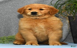 Golden Retriever dogs for sale: Marla - Image 6