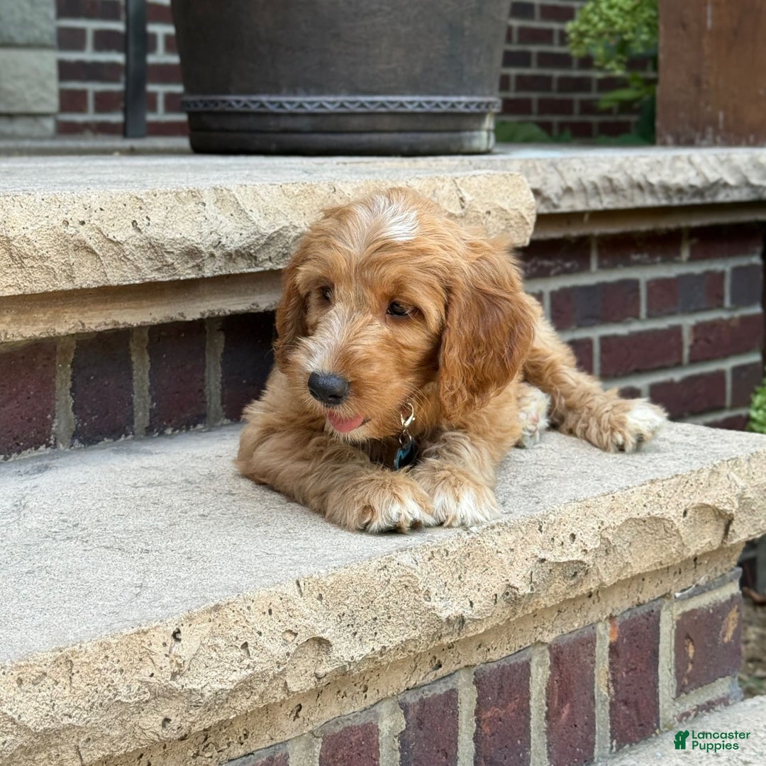 Goldendoodle dogs for sale: Mia - Image 5