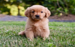 Golden Retriever dogs for sale: Penelope - Image 4