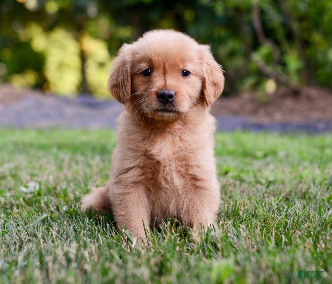 Golden Retriever dogs for sale: Penelope - Image 4