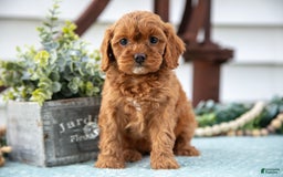 Cavapoo dogs for sale: Pippa - Image 3