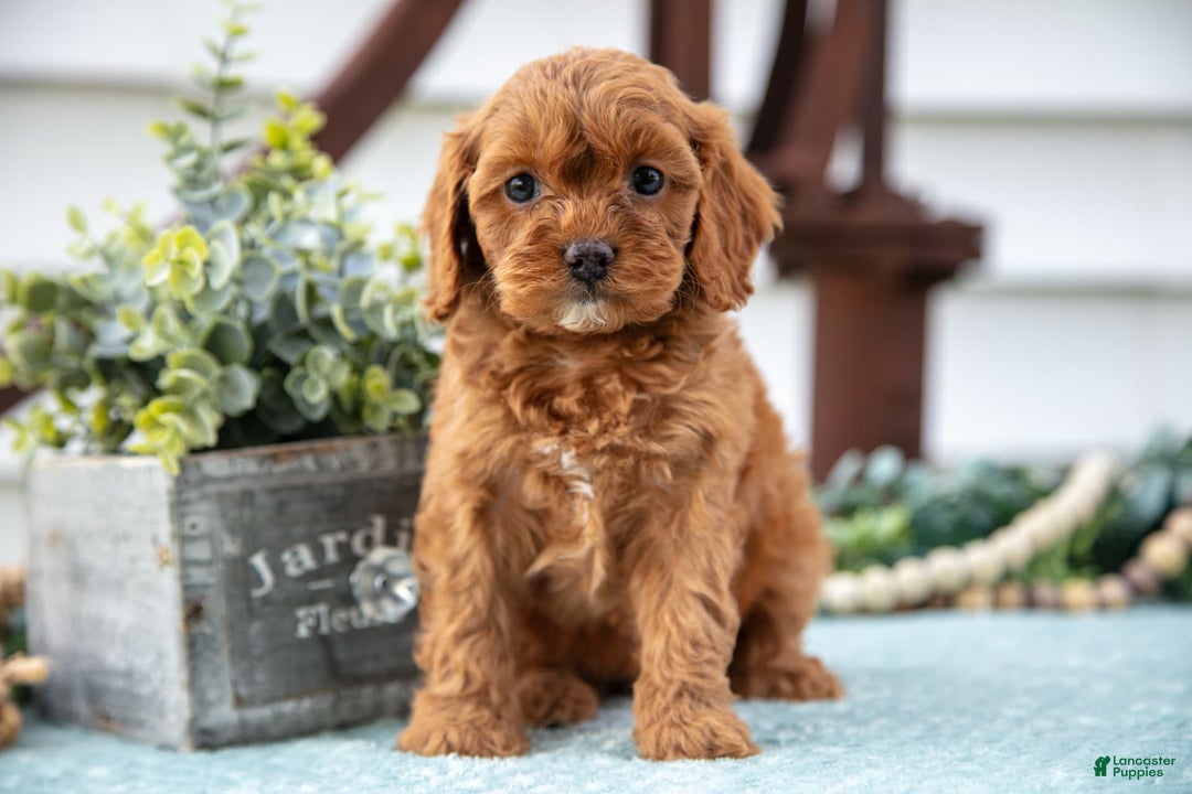 Cavapoo dogs for sale: Pippa - Image 3