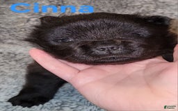 Chow Chow dogs for sale: Cinna - Image 1