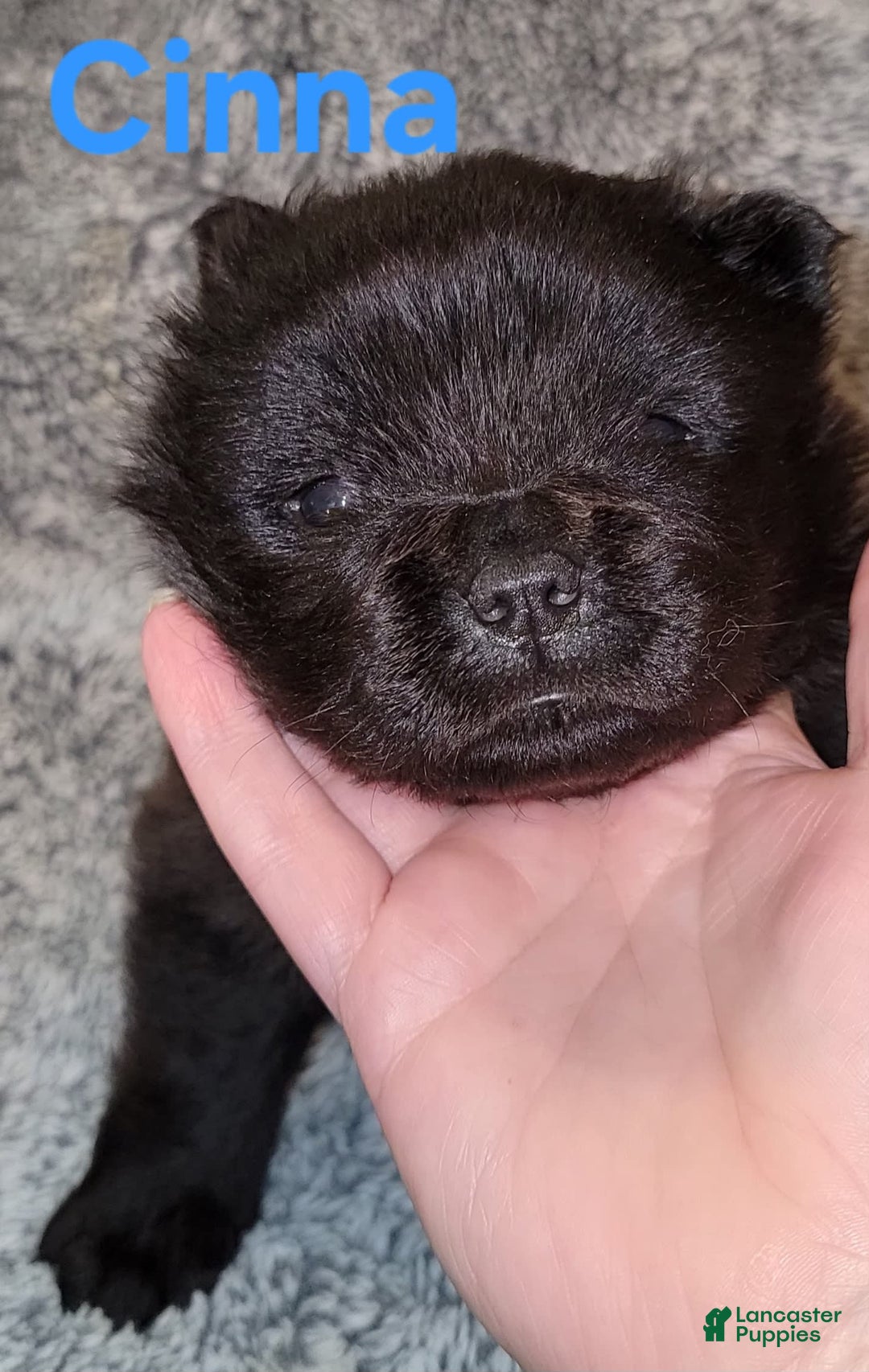 Chow Chow dogs for sale: Cinna - Image 1