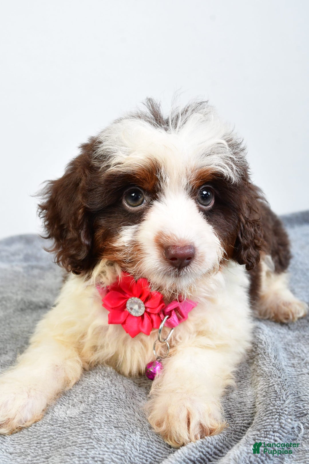 Mini Aussiedoodle dogs for sale: Amber - Image 2