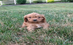 Cavapoo dogs for sale: Axel - Image 6